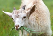 White Goat Eating Grass during Daytime